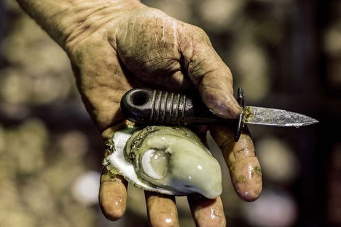 Sydney Oyster Farm Tour And Seafood Lunch On A Secluded Beach - Accommodation Bookings 4