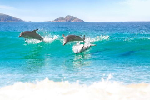 Tea Gardens And Hawks Nest Beach Bus Guided Tour - Accommodation Bookings 7
