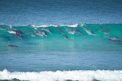 Tea Gardens And Hawks Nest Beach Bus Guided Tour - Accommodation Bookings 13