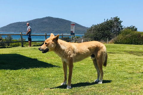 Tea Gardens And Hawks Nest Beach Bus Guided Tour - Accommodation Bookings 5