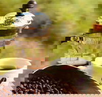 Coffee Farm tour and workshop Byron Bay hinterland - Accommodation Bookings