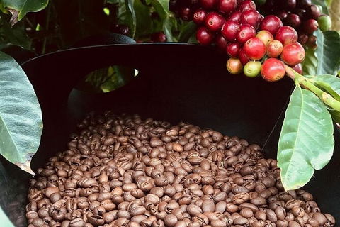 Coffee Farm Tour And Workshop, Byron Bay Hinterland - Accommodation Bookings 1