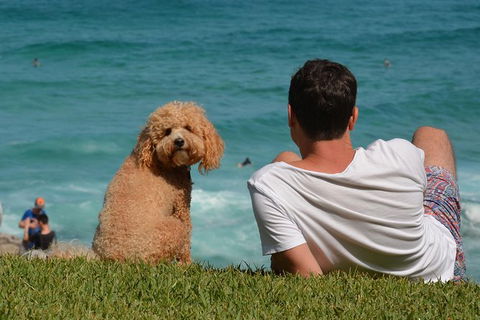 See Sydney With A Local: Private & Personalized - Accommodation Bookings 4