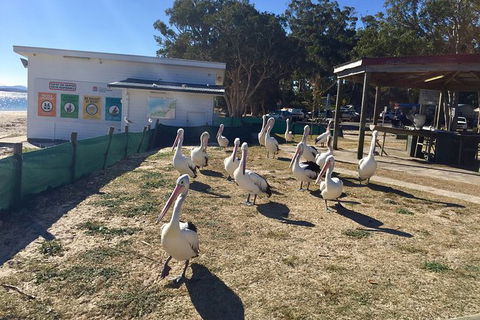 Port Stephens Private Bus Tour From Sydney, Option Of Dolphin Or Whale Cruises - Accommodation Bookings 5