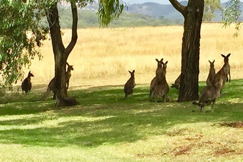 Hunter Valley Wine Tasting All Inclusive Private Bus Tour From Sydney - Accommodation Bookings 7