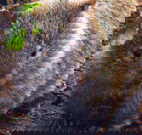 Walking with Wild Wombats Private Day Trip from Sydney - Accommodation Bookings