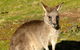 Jenolan Caves - Wildlife And Caves - thumb 2