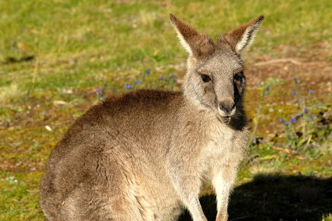 Jenolan Caves - Wildlife And Caves - Accommodation Bookings 2