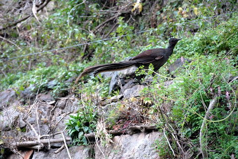Jenolan Caves - Wildlife And Caves - Accommodation Bookings 5