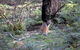 Jenolan Caves - Wildlife And Caves - thumb 4