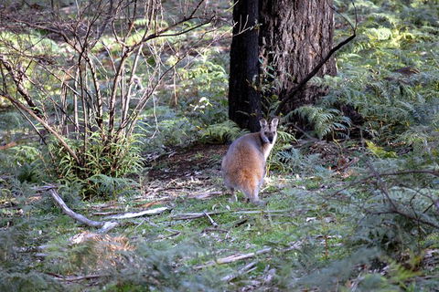 Jenolan Caves - Wildlife And Caves - Accommodation Bookings 4
