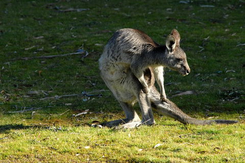 Jenolan Caves - Wildlife And Caves - Accommodation Bookings 7