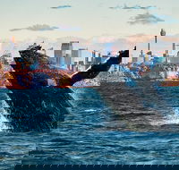 Whales of Sydney Safari - Accommodation Bookings