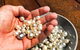 Australian Pearl Experience & Kangaroo Encounter Day Trip From Sydney - thumb 0