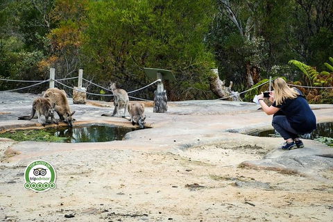 Australian Pearl Experience & Kangaroo Encounter Day Trip From Sydney - Accommodation Bookings 4