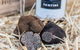 Truffle Hunts With Lunch - Southern Highlands - thumb 0