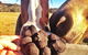 Truffle Hunts With Lunch - Southern Highlands - thumb 2