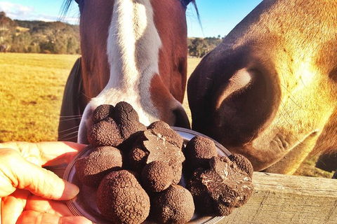 Truffle Hunts With Lunch - Southern Highlands - Accommodation Bookings 2