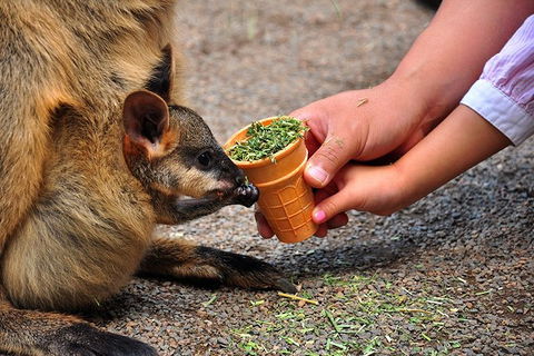 Blue Mountains Highlights & Wildlife Park - Accommodation Bookings 3