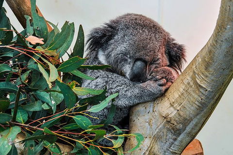 Blue Mountains Highlights, Wildlife Park And Scenic World Full Day Private Tour - Accommodation Bookings 1