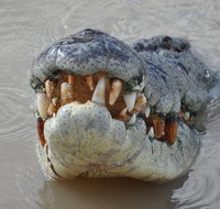 Jumping Crocodile Day Trip from Darwin - Accommodation Bookings