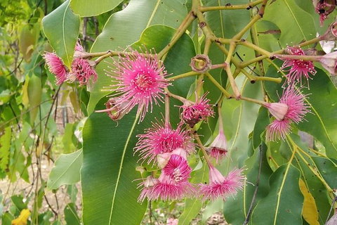 Full-Day Private Guided Tour To Litchfield National Park - Accommodation Bookings 5
