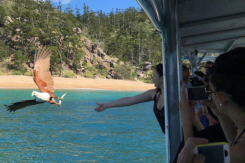 Aquascene Magnetic Island Discovery Tour - Accommodation Bookings 2