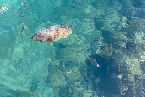 Aquascene Magnetic Island Discovery Tour - Accommodation Bookings 6