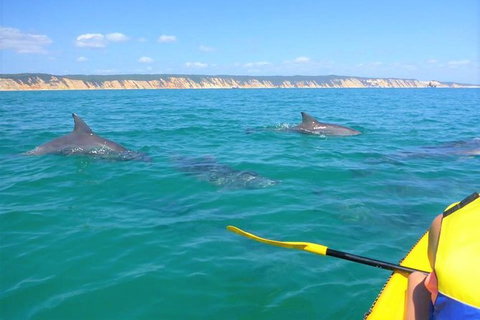Kayak With Dolphins And 4WD Great Beach Drive Day Trip From Noosa - Accommodation Bookings 11