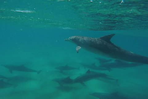 Kayak With Dolphins And 4WD Great Beach Drive Day Trip From Noosa - Accommodation Bookings 10