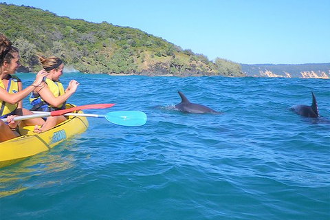 Kayak With Dolphins And 4WD Great Beach Drive Day Trip From Noosa - Accommodation Bookings 5