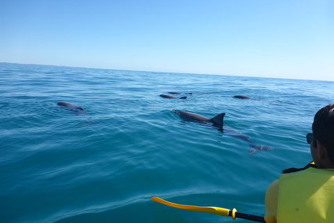 Kayak With Dolphins And 4WD Great Beach Drive Day Trip From Noosa - Accommodation Bookings 14