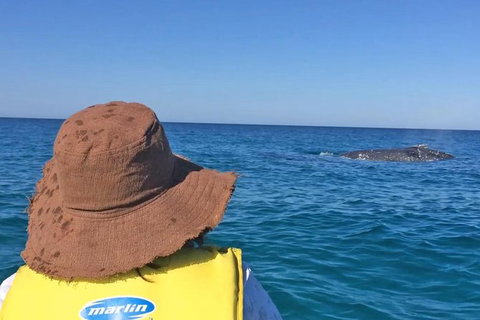Kayak With Dolphins And 4WD Great Beach Drive Day Trip From Noosa - Accommodation Bookings 2