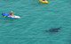 Kayak With Dolphins And 4WD Great Beach Drive Day Trip From Noosa - thumb 18