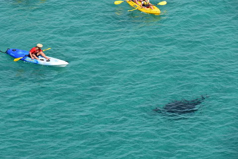 Kayak With Dolphins And 4WD Great Beach Drive Day Trip From Noosa - Accommodation Bookings 18