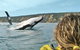 Kayak With Dolphins And 4WD Great Beach Drive Day Trip From Noosa - thumb 1