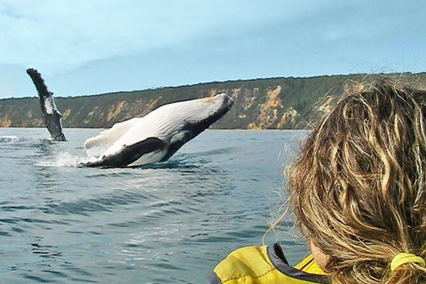 Kayak With Dolphins And 4WD Great Beach Drive Day Trip From Noosa - Accommodation Bookings 1
