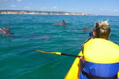 Kayak With Dolphins And 4WD Great Beach Drive Day Trip From Noosa - Accommodation Bookings 0