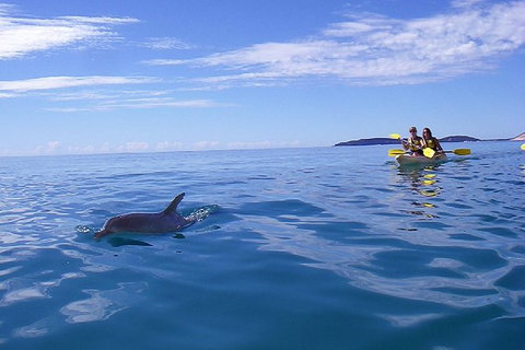 Kayak With Dolphins And 4WD Great Beach Drive Day Trip From Noosa - Accommodation Bookings 7