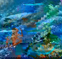 Cairns Aquarium Admission Ticket - Accommodation Bookings