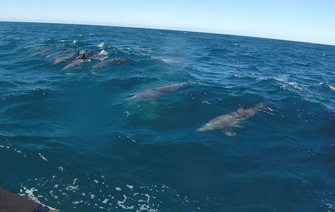 Noosa Wild Dolphin Safari - Accommodation Bookings 4