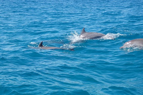 Noosa Wild Dolphin Safari - Accommodation Bookings 5