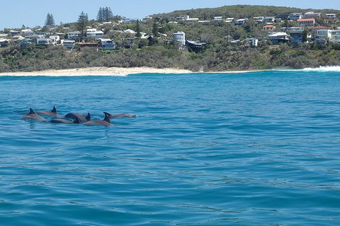 Noosa Wild Dolphin Safari - Accommodation Bookings 1