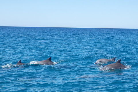 Noosa Wild Dolphin Safari - Accommodation Bookings 3