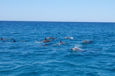 Noosa Wild Dolphin Safari - Accommodation Bookings 6