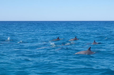 Noosa Wild Dolphin Safari - Accommodation Bookings 7