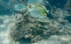 Gold Coast Try-Scuba Experience At Wave Break Island - thumb 4