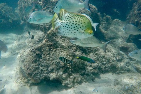 Gold Coast Try-Scuba Experience At Wave Break Island - Accommodation Bookings 4