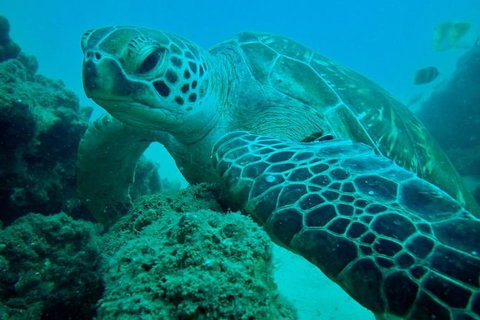 Gold Coast Try-Scuba Experience At Wave Break Island - Accommodation Bookings 10