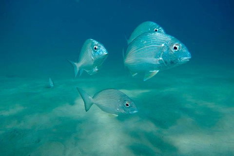 Gold Coast Try-Scuba Experience At Wave Break Island - Accommodation Bookings 6